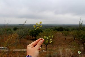 Parco Alta Murgia